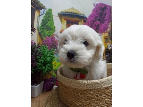 Muazzam güzellikte a kalite maltese terrier yavrularımız