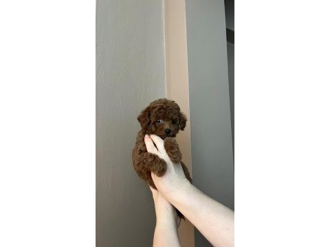 Toy poodle 75 günlük