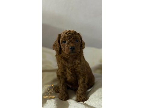 Toy poodle erkek yavrumuz
