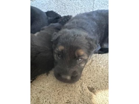 Kısa ve uzun tüy maskeli alman çoban köpeği yavrular