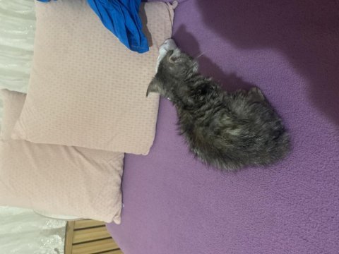Scottish fold
