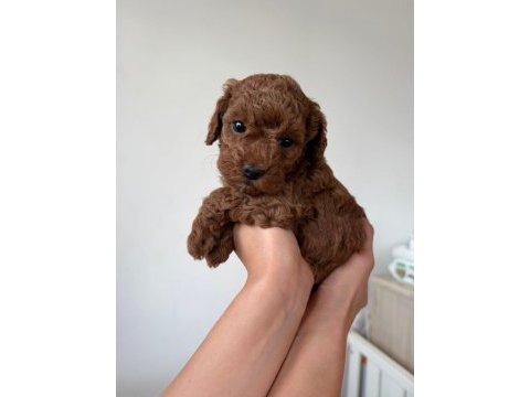 Mini poodle izmir