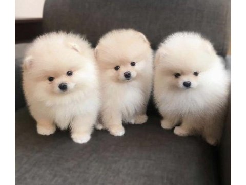 Mersin pomeranian yavrusu