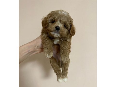 Evinize neşe katacak maltipoo yavruları