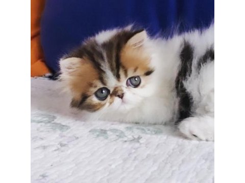 Exotic shorthair kedimiz