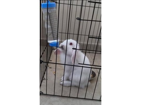 Lop tavşanı