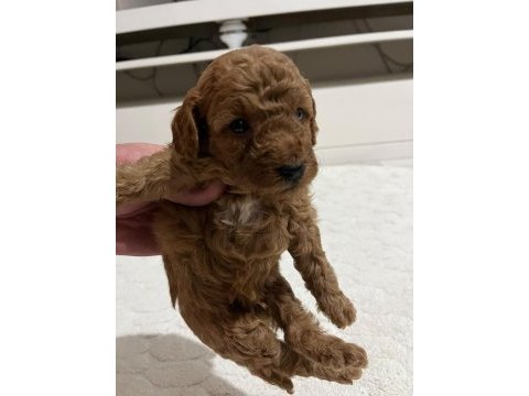 Sevımlı poodle mınıkler