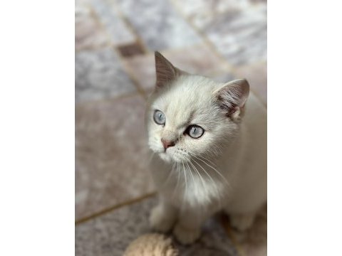 İşimden dolayı kedimi sahiplendiriyorum