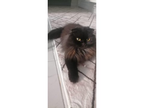 Dişi cins kedimiz