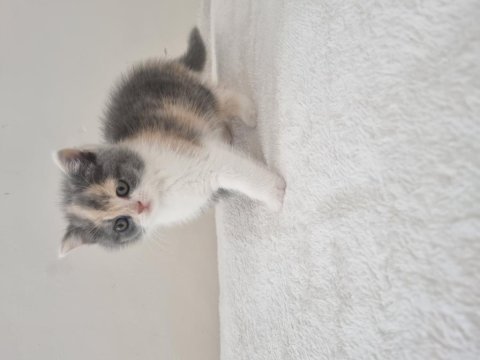 Safkan british shorthair nadir renk three colour ve bicolour
