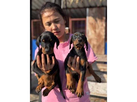 A scr king doberman safkan bebekler
