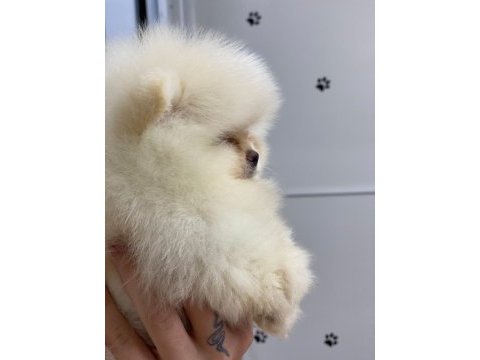 Irkının en güzeli orijinal ayı surat garantili pomeranian