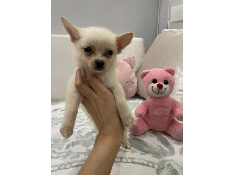 Minyatür pomeranian spitz yavrumuz
