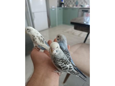 Ele alışık yavru bebekler kuşlar