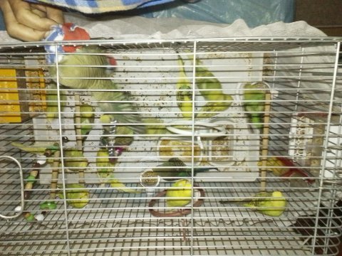 Yavru jumbo muhabbet kuşu