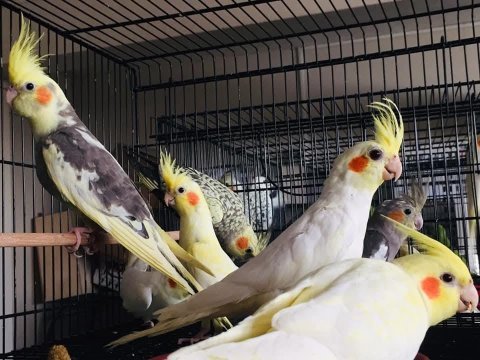 Sultan papağanı full evcil
