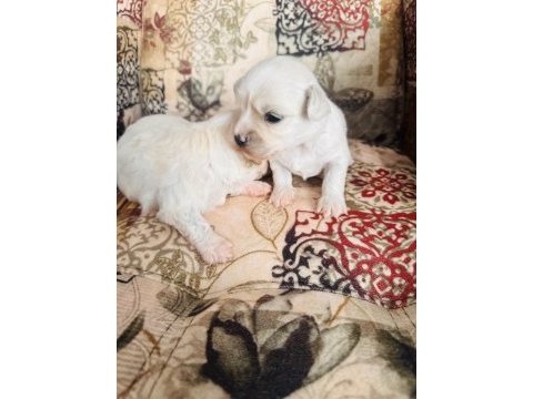 White maltese anne baba şecereli bembeyaz renk garantili
