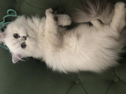 British longhair kedimizi sahiplendirme