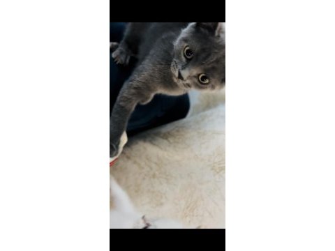 British shorthair 3 aylık
