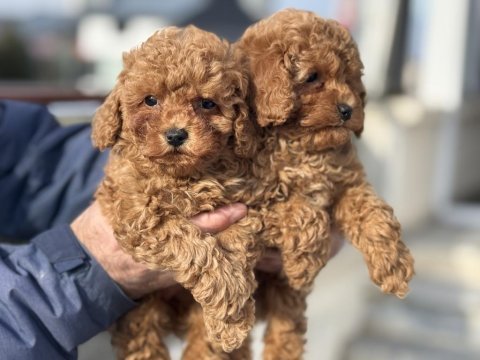 Ankaranın en seçkin toy poodle yavruları