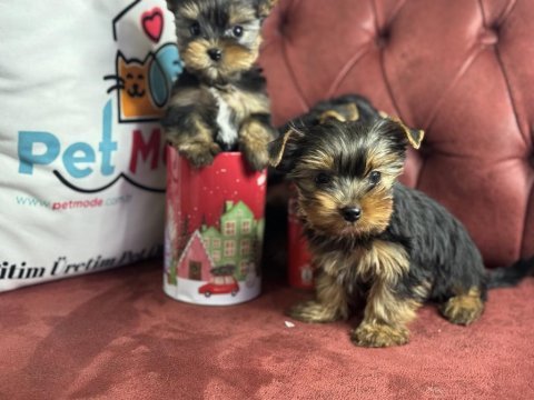 Antiallerjik tea cup yorkshire terrier yavrularımız