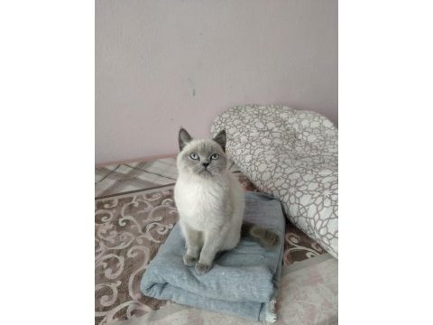 5 aylık blue point british kızım sahiplendirilecek
