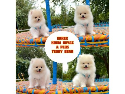 Pomeranian fox teddy bear gülen surat
