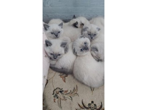 Blue point british shorthair yavrular