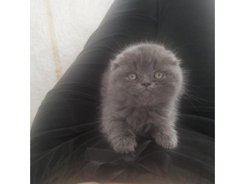 Scottish fold bebek kedimiz