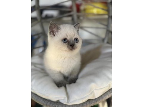 Üst kalite top kafa erkek british shorthair yavrumuz
