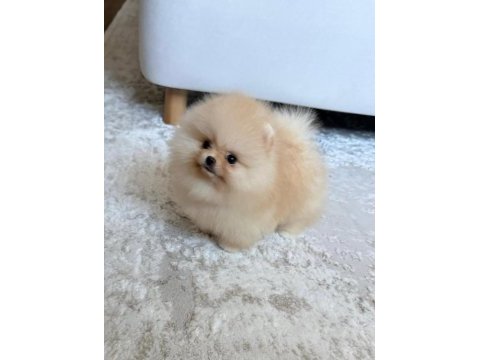 Sevimli pomeranian yavrularımız yeni ailelerini arıyor