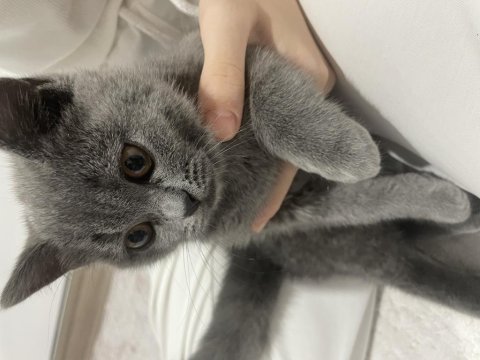 British shorthair 4-5 aylık yavru kedimiz