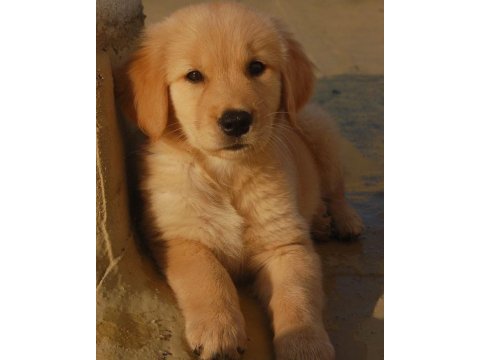 Golden retriever orjinal ev aile dostu