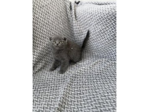 A kalite scottish fold yavrusu