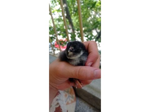 Cins civcivlerimiz