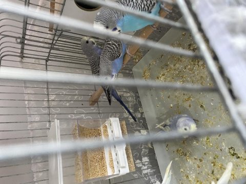 35 günlük bebek muhabbet kuşları