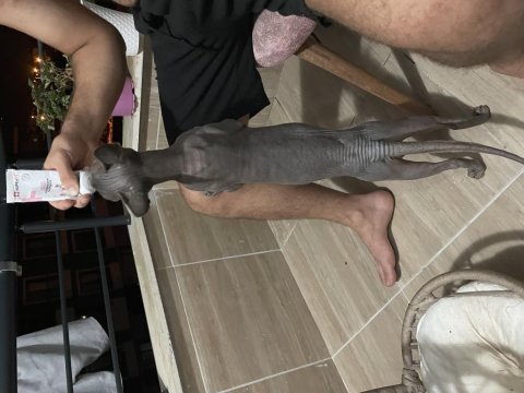Uyguna erkek gri orijinal safkan sfenks