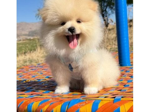 Pomeranian boo safkan