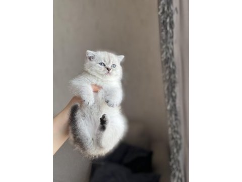 Silver point ayı surat safkan scottish fold yavrum