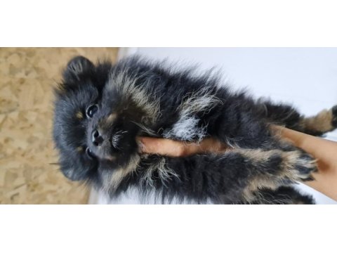 Pomeranian yetişkin ve bebekler sahiplendirilecektir