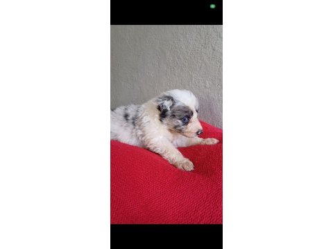 Blue merle border collie