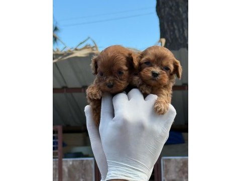 Ev doğumlu maltipoo yavrular