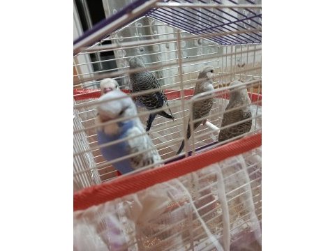 Yavru muhabbet kuşları