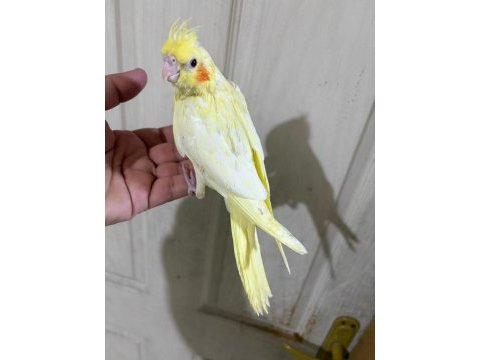 41 günlük ful evcil lutino bebek sultan papağanı