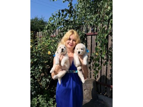 Golden retriever adrese teslim hizmetimiz vardır