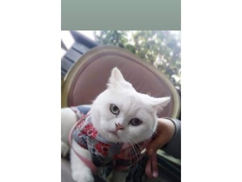Orjinal safkan britishorthair yavrular
