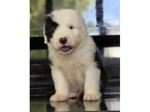 Tr nadir bulunan ırklardan bobtail yavrular