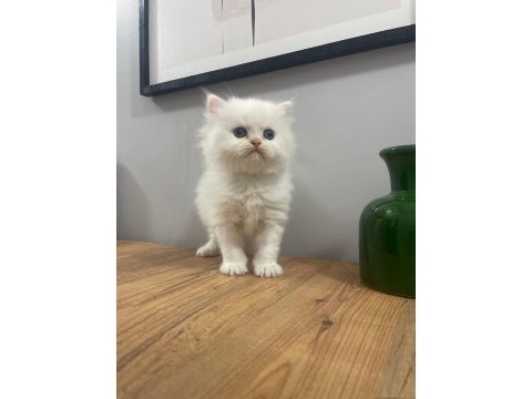 Mükemmel peluş gibi dişi british longhair bebeğim