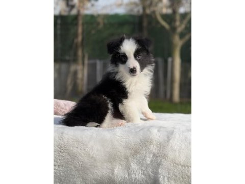 Siyah beyaz border collie yavrular