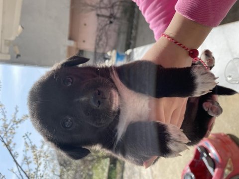 Dişi tatlı yavru köpeğimiz